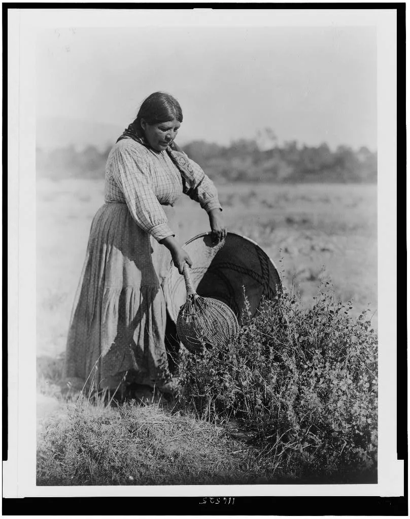Gathering Seeds--Coast Pomo, 1924