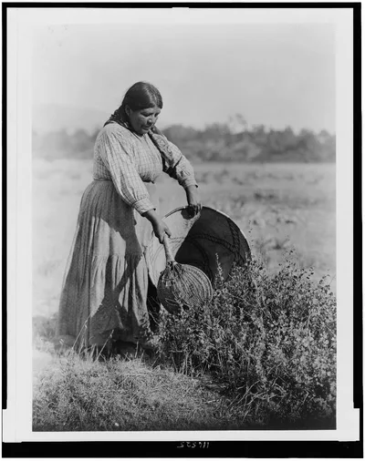 Gathering Seeds--Coast Pomo, 1924