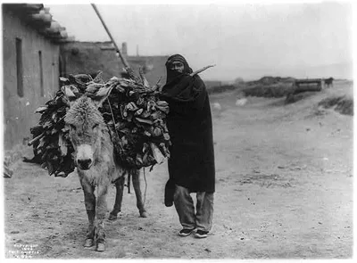 A load of fuel--Zuni, New Mexico, 1903