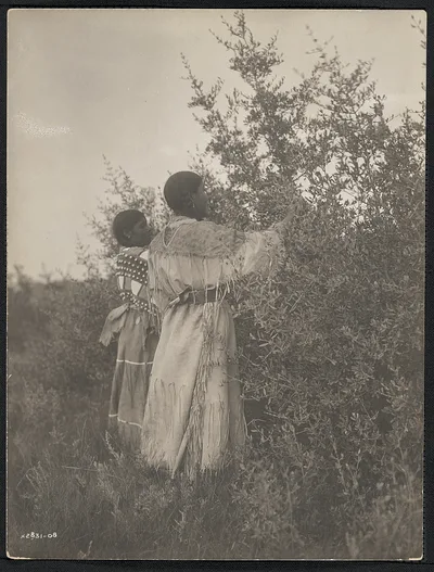 Buffalo berry gatherers--Mandan, North Dakota, 1908