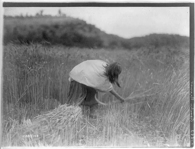The Apache Reaper [gathering wheat], 1906