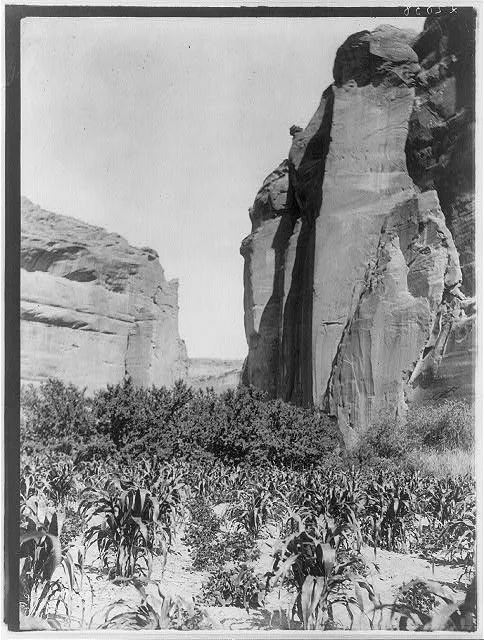 A Navaho farm, 1906