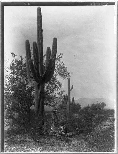 The saguaro harvest--Pima, Arizona, 1907