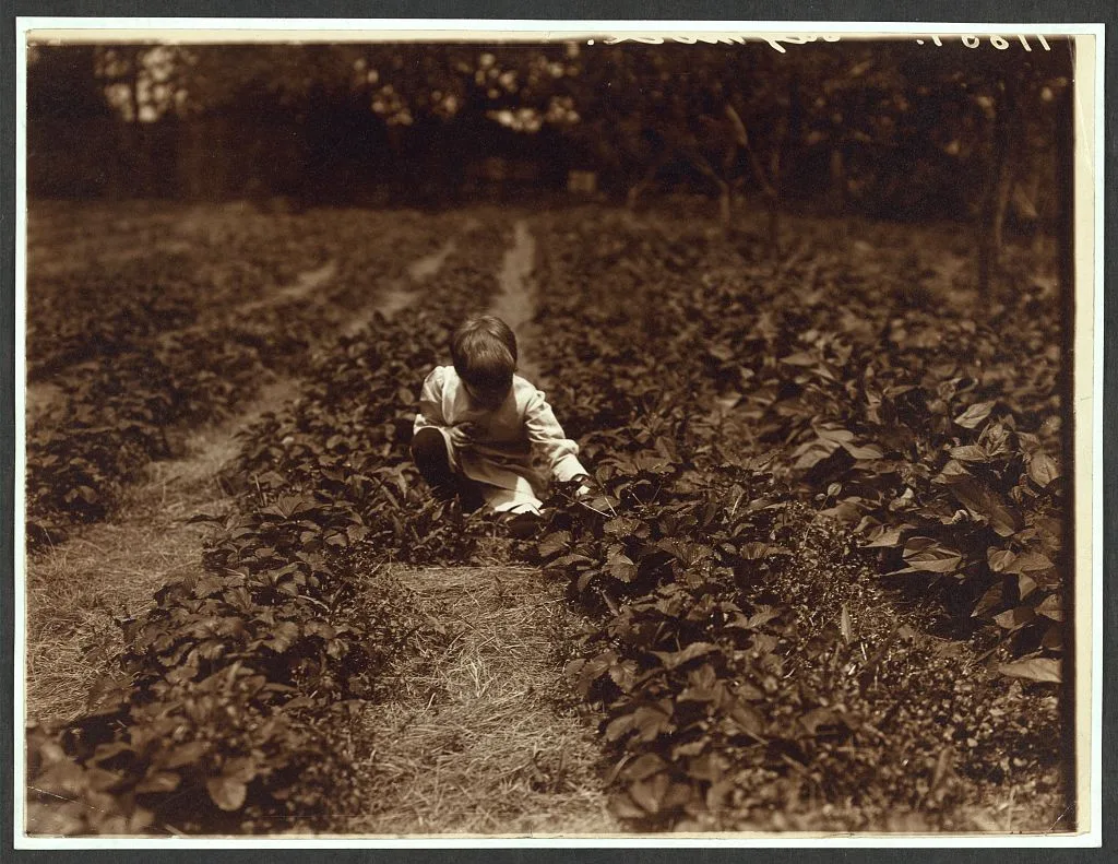 Quentin Roosevelt in the strawberry patch, Oyster Bay, New York, 1904