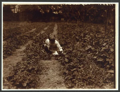 Quentin Roosevelt in the strawberry patch, Oyster Bay, New York, 1904