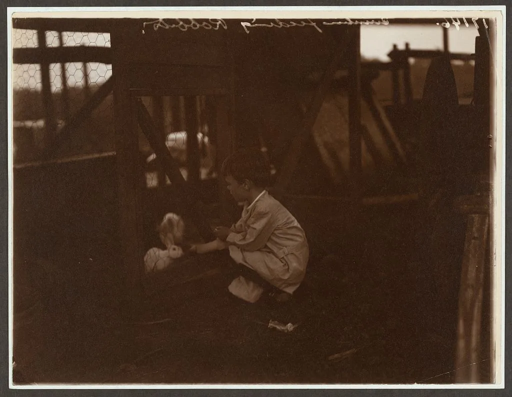 Quentin Roosevelt feeding the rabbits, Oyster Bay, New York, 1904