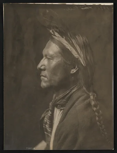 Pine Tree, 1905