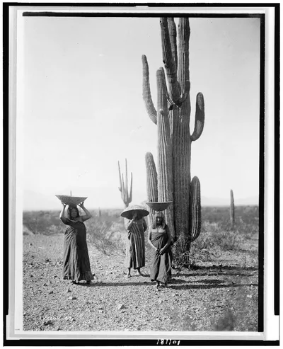 [Maricopa women gathering fruit from Saguaro cacti], Arizona, 1907