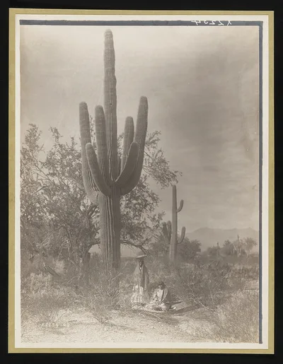 [Gathering saguaro fruit], Arizona, 1907