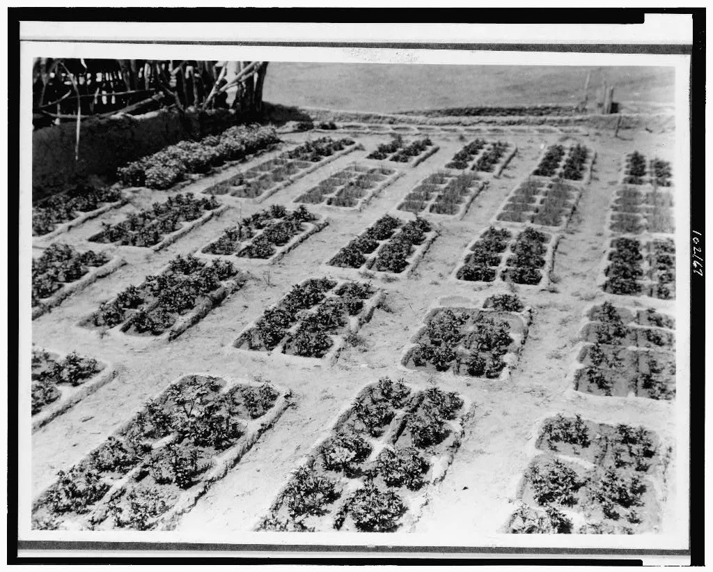 Zuni gardens, 1927