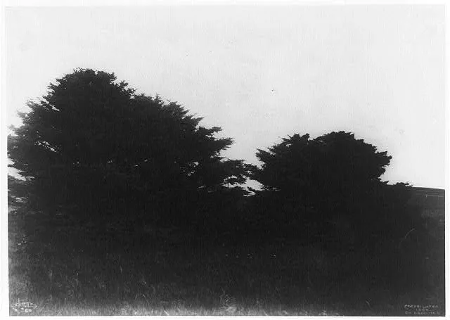 [Trees in landscape, taken during the Harriman Alaska Expedition of…, 1899