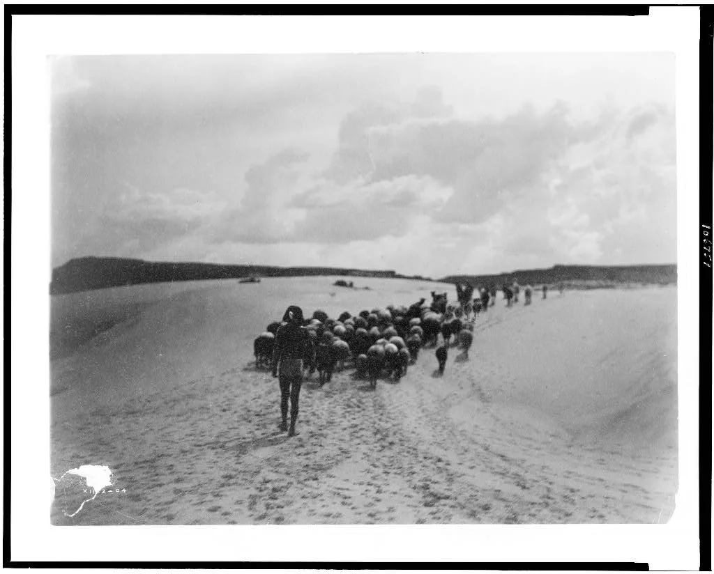 [The end of day, Hopi boy herding horses and sheep across sand dunes,…, New Mexico, 1905