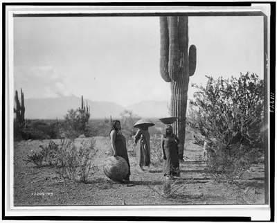 [Saguaro fruit gatherers--Maricopa], Arizona, 1907