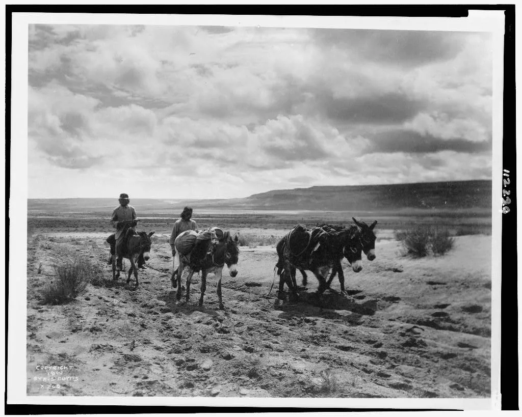 Burros and Moki men on the road, 1900