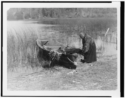 The tule gatherer, British Columbia, 1910