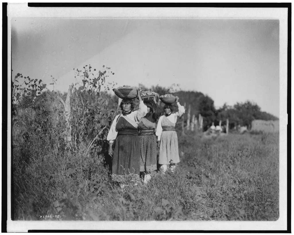 The Harvest--San Juan, 1905